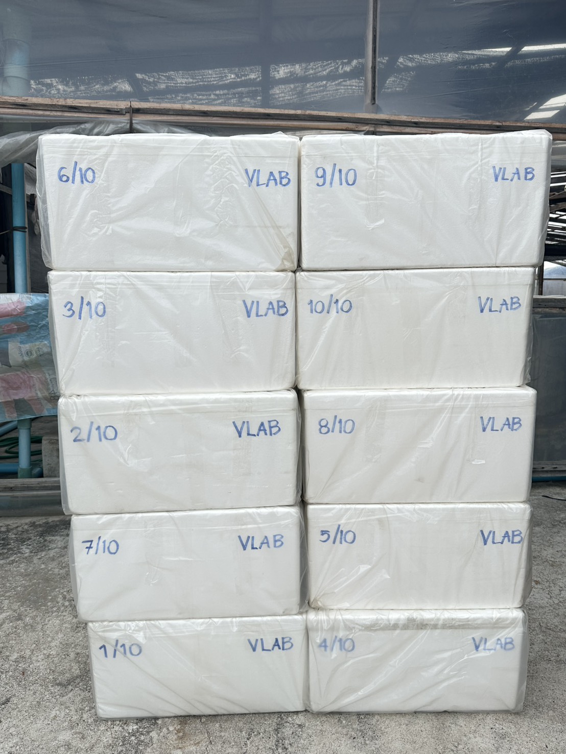 Black Tiger Shrimp packing